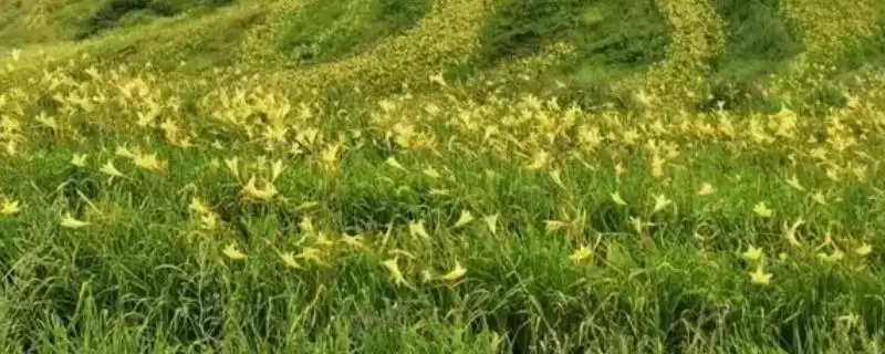 黄花菜施肥法基肥用农家肥好,黄花菜高产的施肥方法,基肥选啥好?插图 黄花菜施肥法基肥用农家肥好,黄花菜高产的施肥方法,基肥选啥好?插图