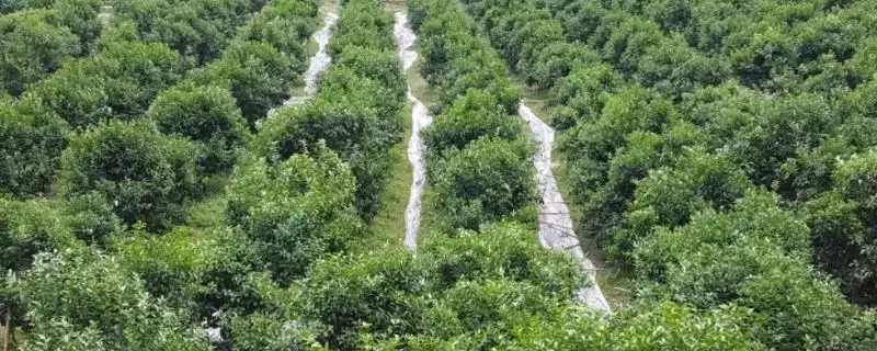 柑橘冬季防治对象 ,柑橘在冬季需要防治哪些病虫害插图 柑橘冬季防治对象 ,柑橘在冬季需要防治哪些病虫害插图