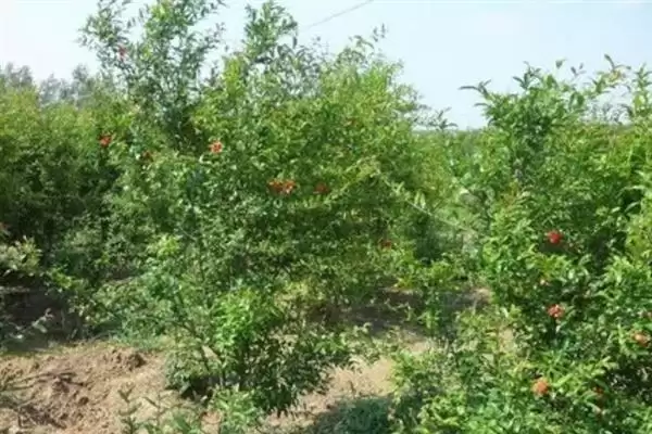 花石榴果石榴形态花期习性咋不同,花石榴和果石榴有什么区别,差异在哪?插图3 花石榴果石榴形态花期习性咋不同,花石榴和果石榴有什么区别,差异在哪?插图3