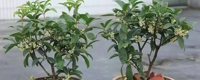 佛顶珠桂花苗价格 ,佛顶珠桂花苗的批发价格是多少插图 佛顶珠桂花苗价格 ,佛顶珠桂花苗的批发价格是多少插图