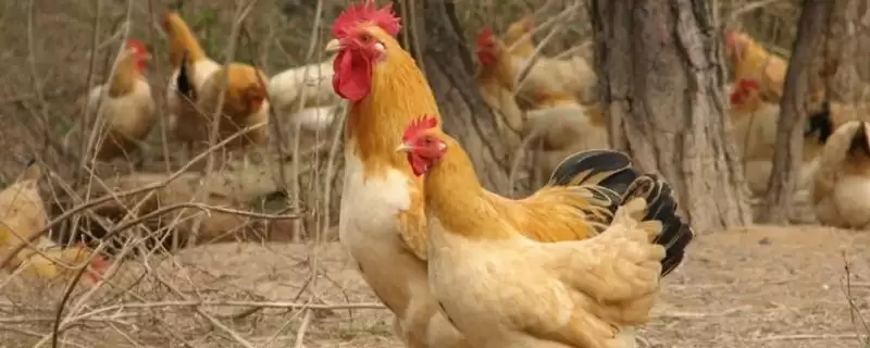 鸡苗常见品种杏花鸡等常见,鸡苗常见的品种,有哪些比较普遍?插图 鸡苗常见品种杏花鸡等常见,鸡苗常见的品种,有哪些比较普遍?插图