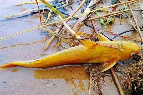 黄辣丁栖息地缓流多水草浅区,黄辣丁的栖息环境介绍,是这样的吗?插图2 黄辣丁栖息地缓流多水草浅区,黄辣丁的栖息环境介绍,是这样的吗?插图2