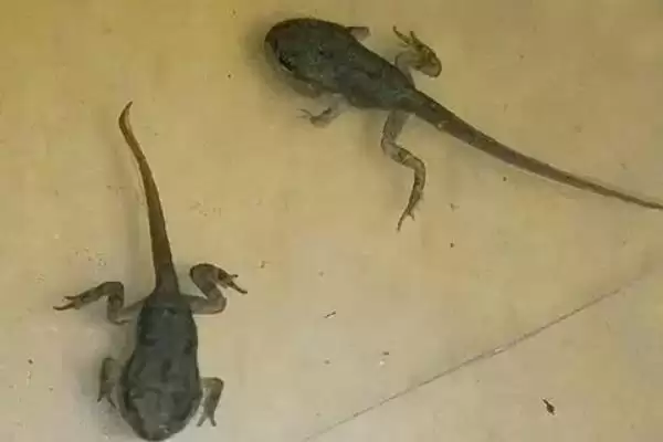黑斑蛙怎么进行养殖好呢,黑斑蛙先喂鲜活诱饵再过渡到人工饲料养殖吗插图4 黑斑蛙怎么进行养殖好呢,黑斑蛙先喂鲜活诱饵再过渡到人工饲料养殖吗插图4