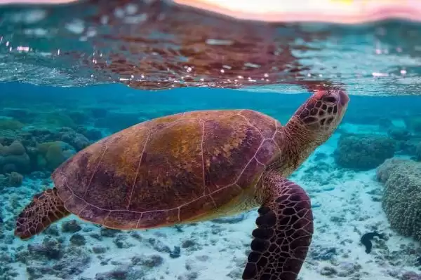 海龟是什么类型的动物呢,海龟是常见的海洋爬行动物这一说法对吗插图2 海龟是什么类型的动物呢,海龟是常见的海洋爬行动物这一说法对吗插图2