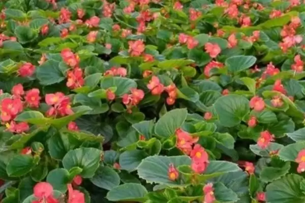 海棠树的开花时间是什么时候,海棠树一般开花时间为4-5月份吗插图1