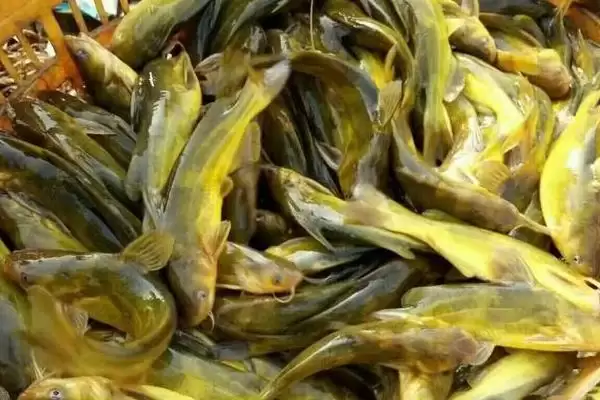 黄骨鱼鱼种问确实属于淡水鱼,黄骨鱼是什么鱼，分类准确吗？插图3
