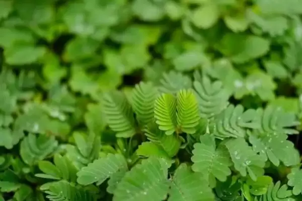 含羞草叶片发黄如何处理呢,含羞草叶片发黄转移至背阴处可缓苗复壮吗插图2 含羞草叶片发黄如何处理呢,含羞草叶片发黄转移至背阴处可缓苗复壮吗插图2