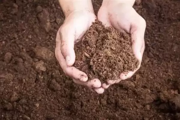 黄金蜜成熟问0号比1号早成熟,黄金蜜0号比1号成熟早吗，是这样吗？插图2