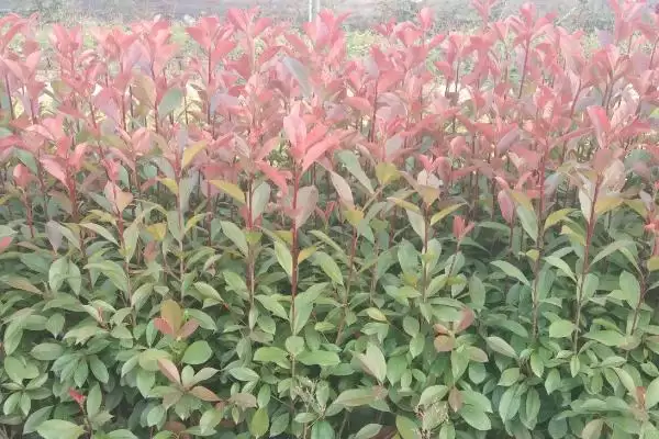 红叶石楠的栽培技术是啥呢,红叶石楠栽培生长环境需确保湿润度吗插图1 红叶石楠的栽培技术是啥呢,红叶石楠栽培生长环境需确保湿润度吗插图1