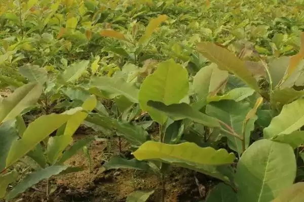 厚朴应该怎样进行种植呢,厚朴需在育苗地生长一年后才能移栽吗插图2