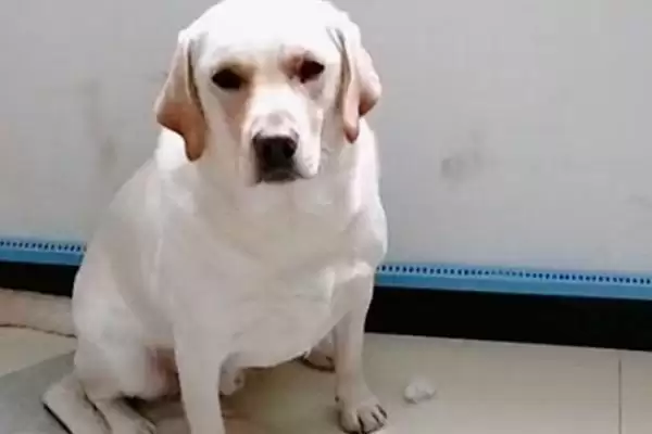 狗狗为什么会出现贫血,狗狗贫血通常由食物单一、寄生虫感染致吗插图4