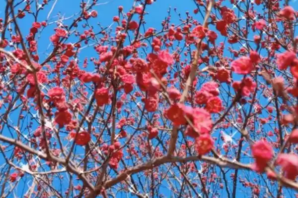 红梅的花期在什么时候呢,红梅花期通常集中在冬春季节吗插图1 红梅的花期在什么时候呢,红梅花期通常集中在冬春季节吗插图1