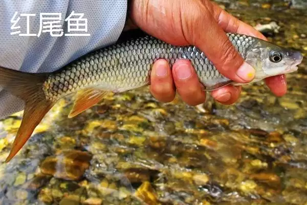 红尾鱼的产地主要在哪里呢,红尾鱼主要分布于黑龙江的干、支流吗插图4 红尾鱼的产地主要在哪里呢,红尾鱼主要分布于黑龙江的干、支流吗插图4