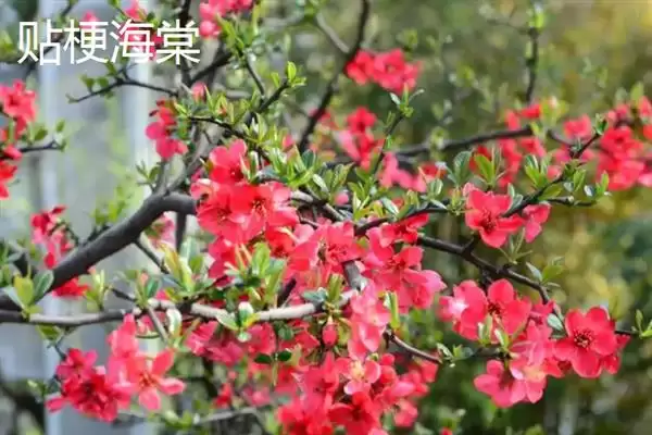 海棠花有没有毒性存在呢,海棠花少数品种具有一定微毒性吗插图6 海棠花有没有毒性存在呢,海棠花少数品种具有一定微毒性吗插图6