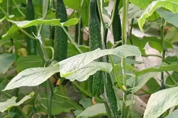 黄瓜种植时间因素 ,黄瓜种植时间因育苗方法有何不同插图3 黄瓜种植时间因素 ,黄瓜种植时间因育苗方法有何不同插图3