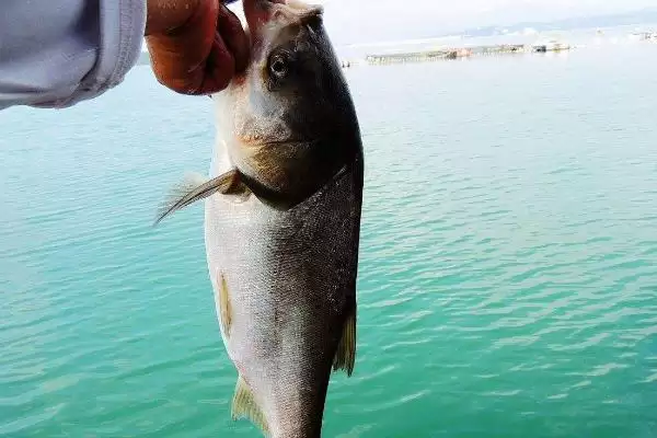 海竿可以浮钓鲢鳙鱼吗,海竿浮钓鲢鱼相对来说比较容易吗插图7