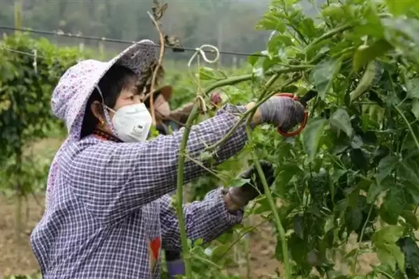 百香果枝条修剪问题,百香果枝条需要修剪吗插图3 百香果枝条修剪问题,百香果枝条需要修剪吗插图3