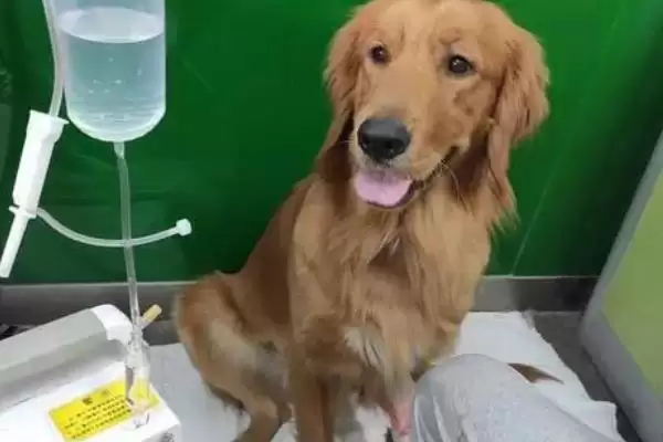 狗狗早上吐黄水是何缘故,狗狗早上吐黄水因进食少、挨饿、饮食不规律吗插图5 狗狗早上吐黄水是何缘故,狗狗早上吐黄水因进食少、挨饿、饮食不规律吗插图5