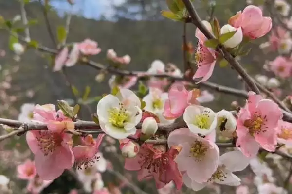 海棠花的花语有什么寓意呢,海棠花寓意离愁、苦恋之情等是其花语吗插图6 海棠花的花语有什么寓意呢,海棠花寓意离愁、苦恋之情等是其花语吗插图6