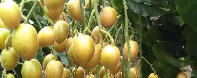 黄皮果品种问这4种真受欢迎,黄皮果品种介绍,受欢迎的是这些?插图 黄皮果品种问这4种真受欢迎,黄皮果品种介绍,受欢迎的是这些?插图