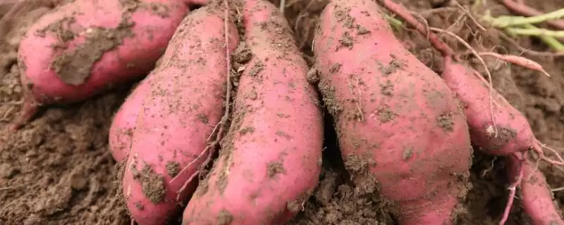 红薯有筋还能不能食用呢,红薯有筋因其是块茎并非果实还能吃吗插图 红薯有筋还能不能食用呢,红薯有筋因其是块茎并非果实还能吃吗插图