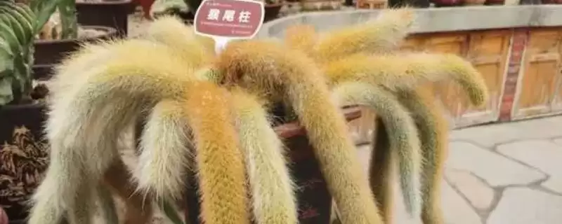 猴尾柱怎么养才能快生长呢,猴尾柱生长季每2-3月追复合肥能快生长吗插图 猴尾柱怎么养才能快生长呢,猴尾柱生长季每2-3月追复合肥能快生长吗插图