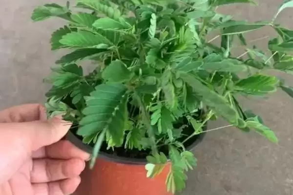 含羞草怎么养才能爆盆呢,含羞草每隔1-2周施稀氮肥能爆盆吗插图1