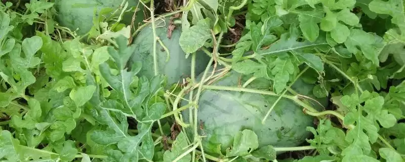 河南唐河县的特产是什么呢,河南唐河县的栀子品质上乘是特产之一吗插图 河南唐河县的特产是什么呢,河南唐河县的栀子品质上乘是特产之一吗插图