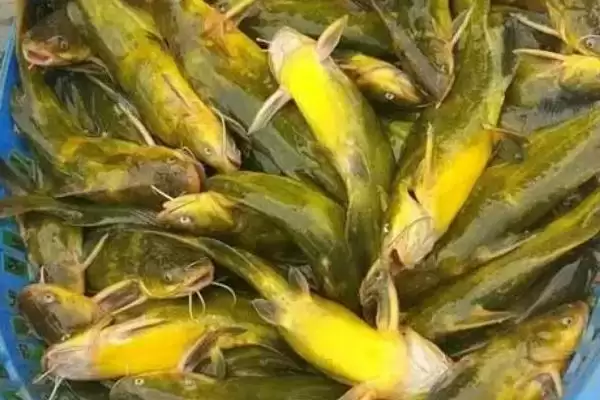 黄骨鱼鱼种问真是常见淡水鱼,黄骨鱼是什么鱼,是哪种类型的鱼?插图1 黄骨鱼鱼种问真是常见淡水鱼,黄骨鱼是什么鱼,是哪种类型的鱼?插图1