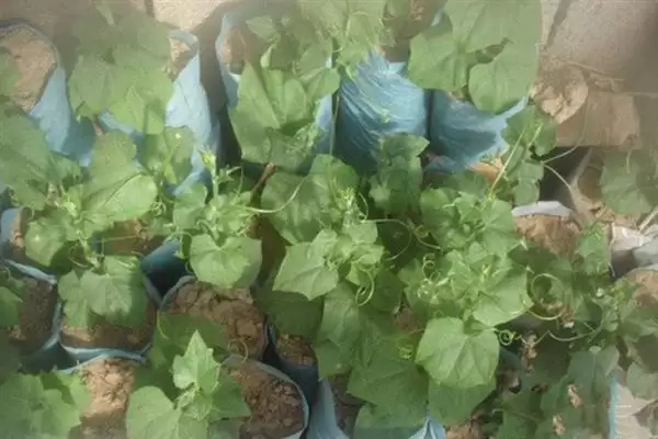 佛手瓜种植方法步骤 ,佛手瓜具体该如何进行种植插图8 佛手瓜种植方法步骤 ,佛手瓜具体该如何进行种植插图8