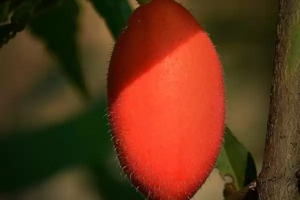 红香果的价格和种植前景,红香果一斤价格100元左右种植前景如何呢插图1 红香果的价格和种植前景,红香果一斤价格100元左右种植前景如何呢插图1