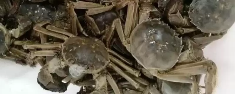 河蟹和海蟹哪个更好吃呢,河蟹肉质相比海蟹更为细嫩、紧实吗-会东网