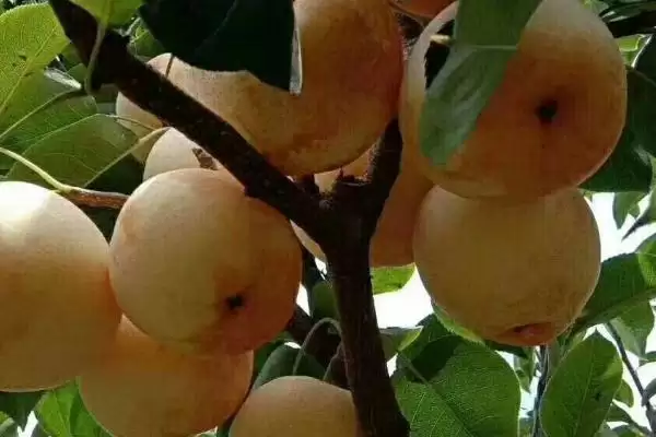 黄金梨产地问豫冀陕等省产,黄金梨的产地,这些产地准确吗?插图2 黄金梨产地问豫冀陕等省产,黄金梨的产地,这些产地准确吗?插图2