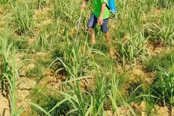 甘蔗使用除草剂误区,对甘蔗使用除草剂存在哪些误区插图1