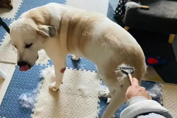 狗狗掉胡子是何原因,狗狗掉胡子是营养不足或遗传因素导致吗插图3 狗狗掉胡子是何原因,狗狗掉胡子是营养不足或遗传因素导致吗插图3