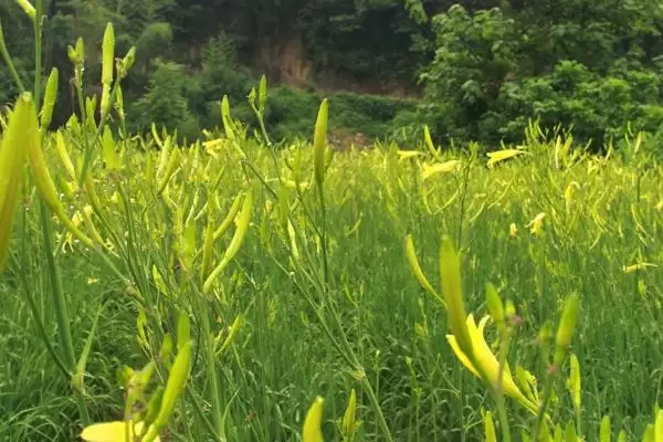 黄花菜施肥法基肥用农家肥好,黄花菜高产的施肥方法,基肥选啥好?插图3 黄花菜施肥法基肥用农家肥好,黄花菜高产的施肥方法,基肥选啥好?插图3