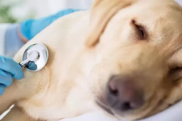 感染犬瘟热疾病类型 ,感染犬瘟热有哪几类疾病类型插图3 感染犬瘟热疾病类型 ,感染犬瘟热有哪几类疾病类型插图3