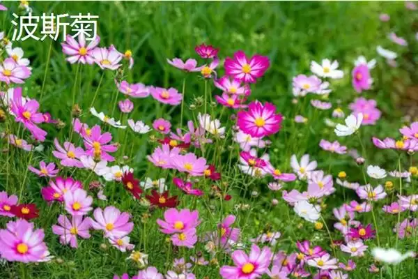 和女生第一次见面送什么花,和女生首次见面送郁金香、百合等花合适吗插图7 和女生第一次见面送什么花,和女生首次见面送郁金香、百合等花合适吗插图7