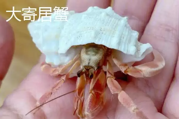 寄居蟹情况介寄居于螺壳得名,寄居蟹简介,简介内容符合事实吗?插图2 寄居蟹情况介寄居于螺壳得名,寄居蟹简介,简介内容符合事实吗?插图2