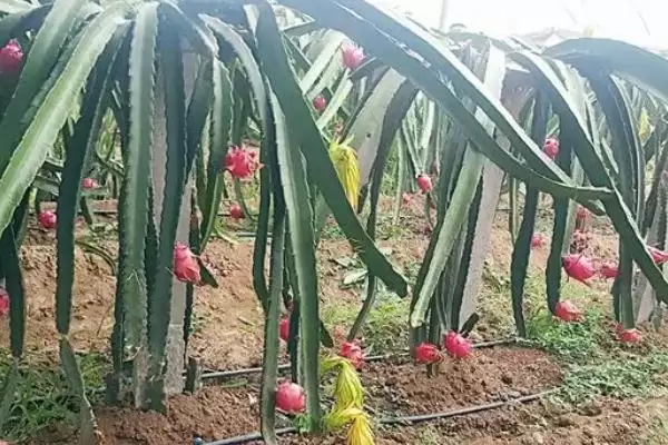 火龙果种植法人工授粉必要,火龙果的种植方法,授粉步骤重要?插图3 火龙果种植法人工授粉必要,火龙果的种植方法,授粉步骤重要?插图3