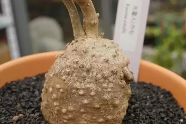 火星人植物需求喜温暖光照充足,火星人植物对生长环境的要求,是这样吗?插图3 火星人植物需求喜温暖光照充足,火星人植物对生长环境的要求,是这样吗?插图3