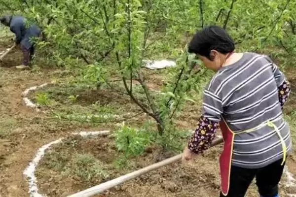 果树秋季施肥有什么好处呢,果树秋季施肥有助于较大限度吸收营养吗插图1 果树秋季施肥有什么好处呢,果树秋季施肥有助于较大限度吸收营养吗插图1