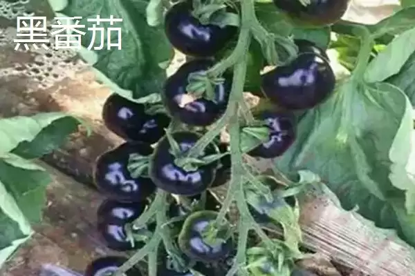 红番茄、黑番茄、黄番茄的区别,红、黑、黄番茄在栽培技术上有明显不同吗插图2 红番茄、黑番茄、黄番茄的区别,红、黑、黄番茄在栽培技术上有明显不同吗插图2
