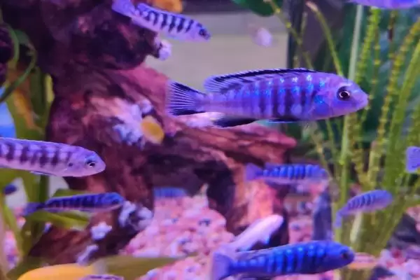观赏鱼每天该喂食几次呢,不同品种观赏鱼的喂食频率不同吗插图3 观赏鱼每天该喂食几次呢,不同品种观赏鱼的喂食频率不同吗插图3