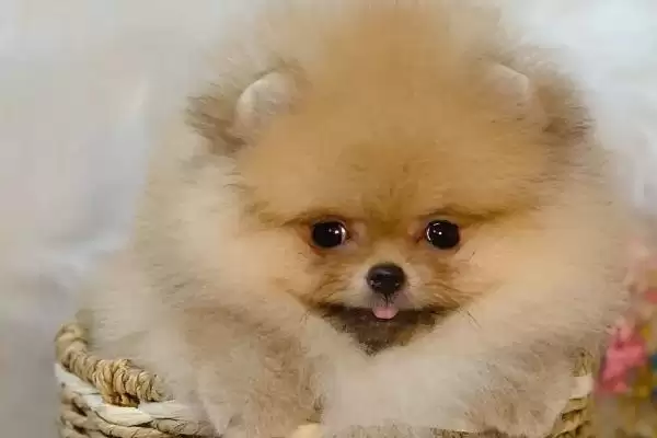 哈多利系博美犬的价格多少,哈多利系博美犬价格几千至几万元不等吗插图2 哈多利系博美犬的价格多少,哈多利系博美犬价格几千至几万元不等吗插图2