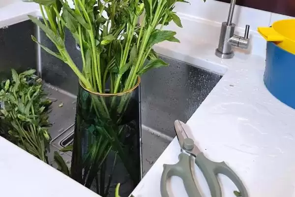 荷兰风铃草的养殖方法是啥,荷兰风铃草每隔15-20天需追施一次肥料吗插图6