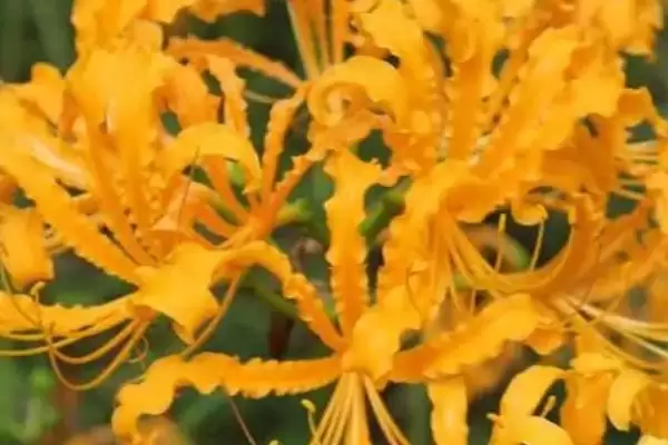 忽地笑的花语是什么意思呢,忽地笑花语是死亡的爱、爱的痛苦是这样吗插图1 忽地笑的花语是什么意思呢,忽地笑花语是死亡的爱、爱的痛苦是这样吗插图1