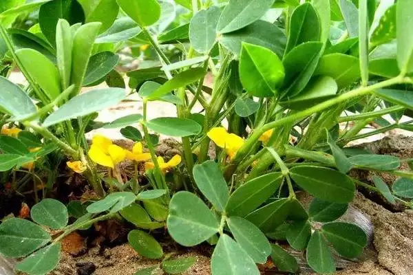花生控旺技巧化学人工哪种好呢,花生的控旺技巧,两种控旺方式咋选?插图1 花生控旺技巧化学人工哪种好呢,花生的控旺技巧,两种控旺方式咋选?插图1