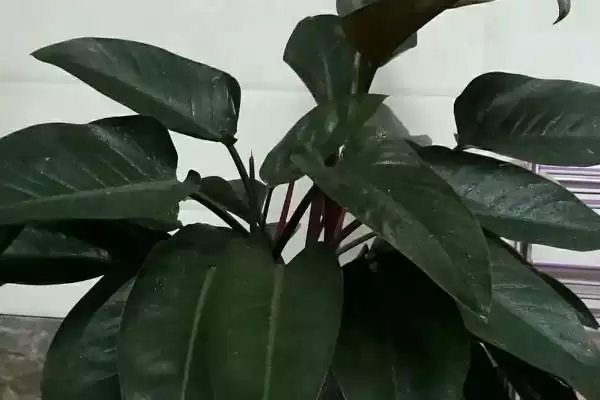 红钻花应该如何进行养殖呢,红钻花生长需充足光照来进行养殖吗插图2 红钻花应该如何进行养殖呢,红钻花生长需充足光照来进行养殖吗插图2