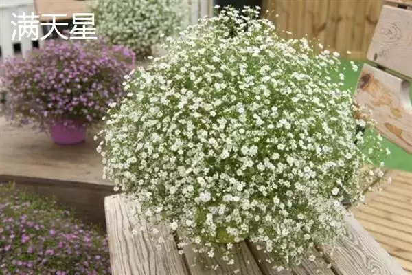 和女生第一次见面送什么花,和女生首次见面送郁金香、百合等花合适吗插图6 和女生第一次见面送什么花,和女生首次见面送郁金香、百合等花合适吗插图6